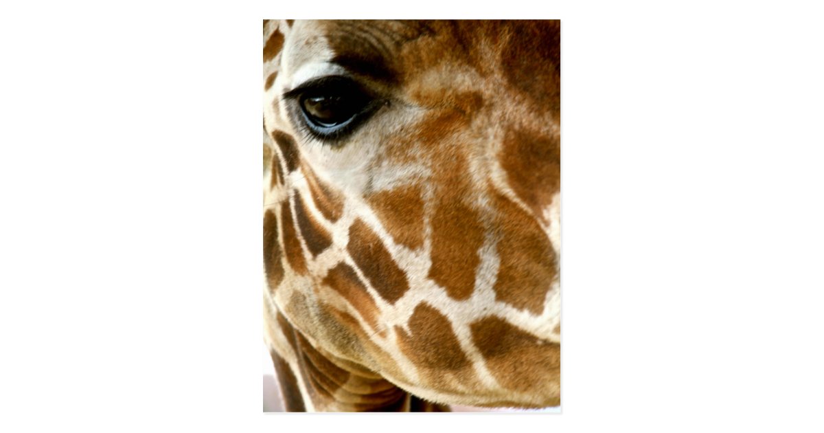 キリンの顔のクローズアップ の野生動物の自然の写真 ポストカード Zazzle Co Jp