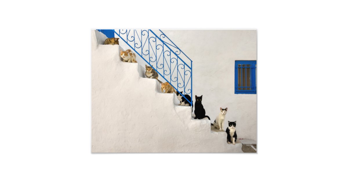 ギリシャの村の白い階段に猫がたくさんいる フォトプリント Zazzle Co Jp