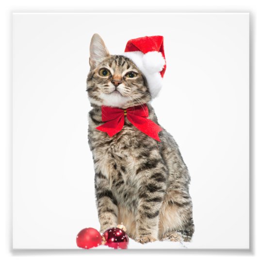 クリスマス猫-サンタクロース猫-かわいい子ネコ フォトプリント
