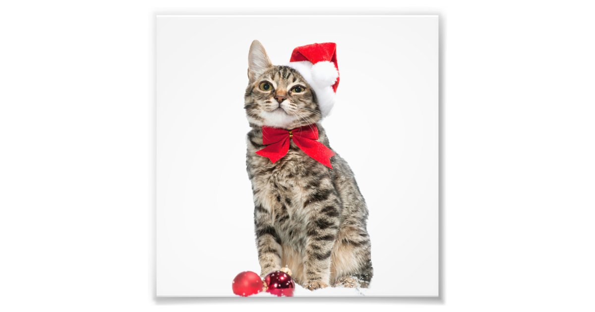 クリスマス猫 サンタクロース猫 かわいい子ネコ フォトプリント Zazzle Co Jp