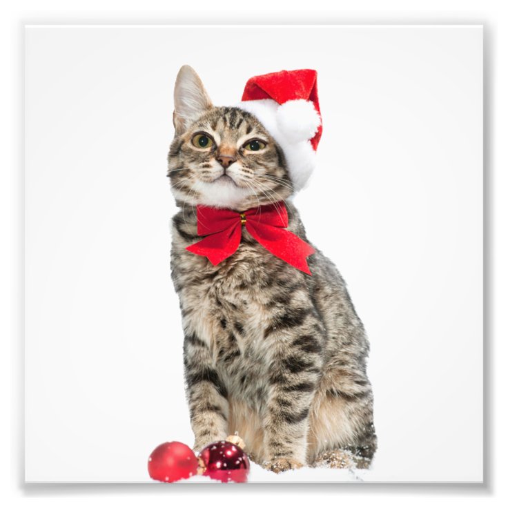 クリスマス猫 サンタクロース猫 かわいい子ネコ フォトプリント Zazzle Co Jp