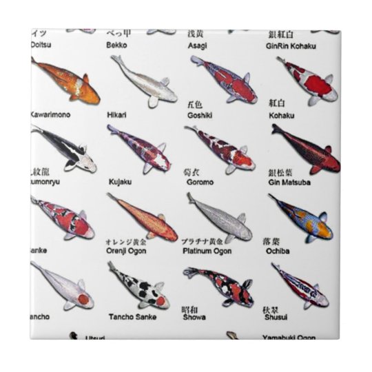 コイ魚カラフル種スケッチパターン タイル Zazzle Co Jp