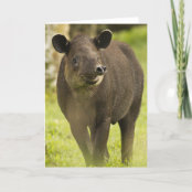 コスタリカ Bairdisのバクのtapirusのbairdii ポストカード Zazzle Co Jp