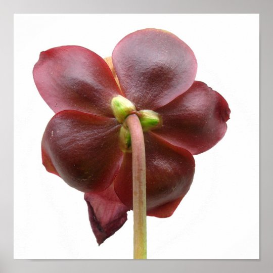 サラセニアのpurpureaの嚢状葉植物の花 ポスター Zazzle Co Jp