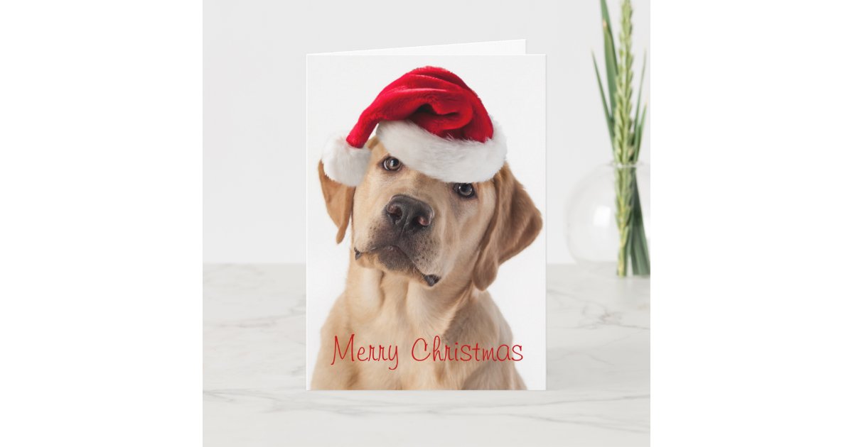 サンタの帽子のクリスマスカードを持つかわいいイエロー ラブラドール レトリーバー犬 シーズンカード Zazzle Co Jp