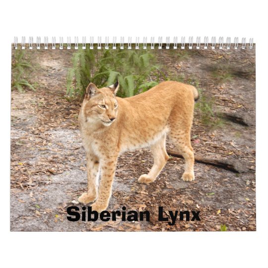 シベリアのオオヤマネコ034のシベリアのオオヤマネコ カレンダー Zazzle Co Jp