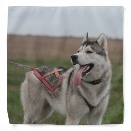 シベリアン ハスキー犬 バンダナ Zazzle Co Jp