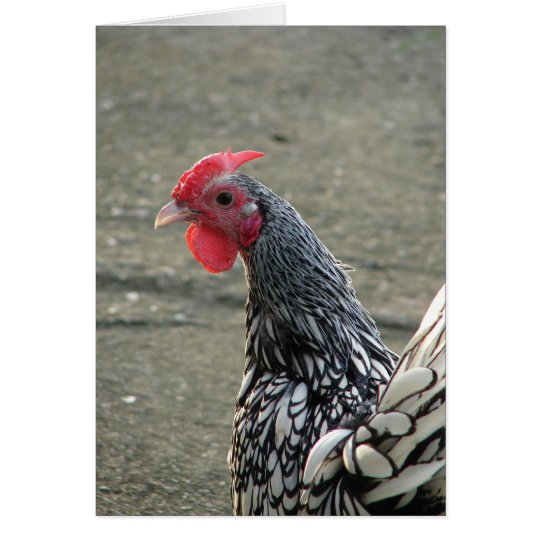 シルバー セブライト バンタム ルースター Zazzle Co Jp