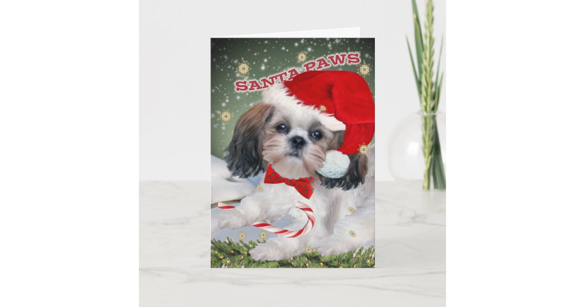 シーズー 犬 のtzuサンタの足のクリスマスカード シーズンカード Zazzle Co Jp