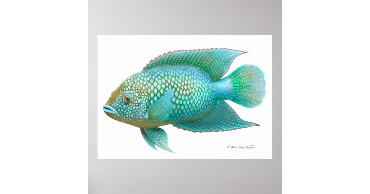 ジャック デンプシーのシクリッド魚のプリント ポスター Zazzle Co Jp