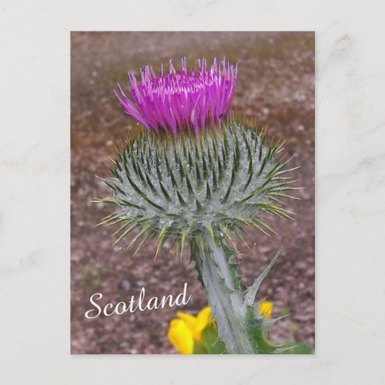 スコットランドの花 ポストカード Zazzle Co Jp