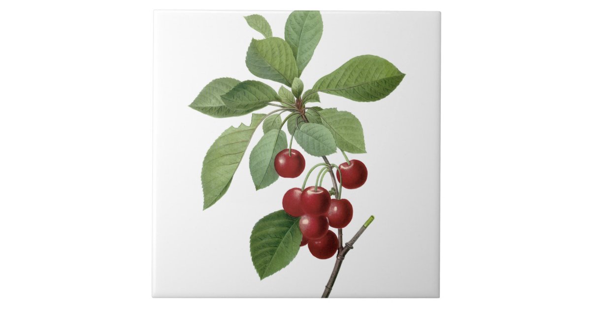 タイルを絵を描くピエールヨセフredouteのさくらんぼ タイル Zazzle Co Jp