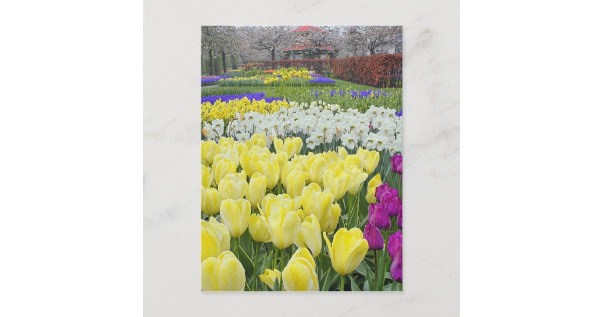 チューリップス 水仙 グレープ ヒヤシンスの花 ポストカード Zazzle Co Jp
