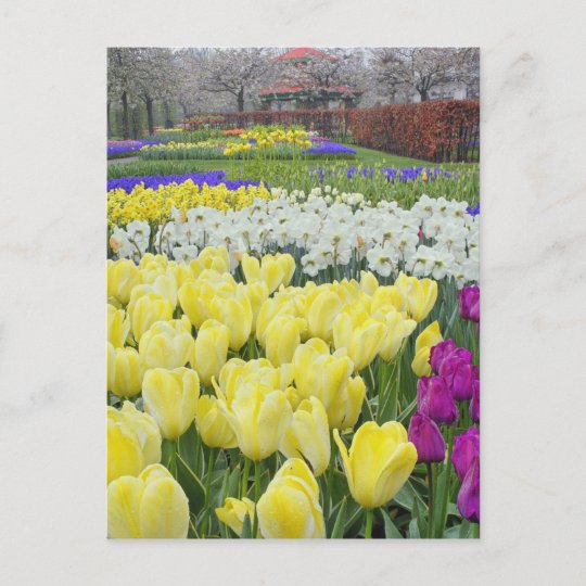 チューリップ 水仙 グレープ ヒヤシンスの花 ポストカード Zazzle Co Jp