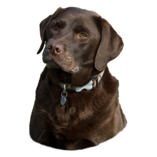 茶色 ラブラドール 子犬ギフト ギフトアイデア Zazzle Co Jp 茶色 ラブラドール 子犬ギフト ギフトアイデア Zazzle Co Jp
