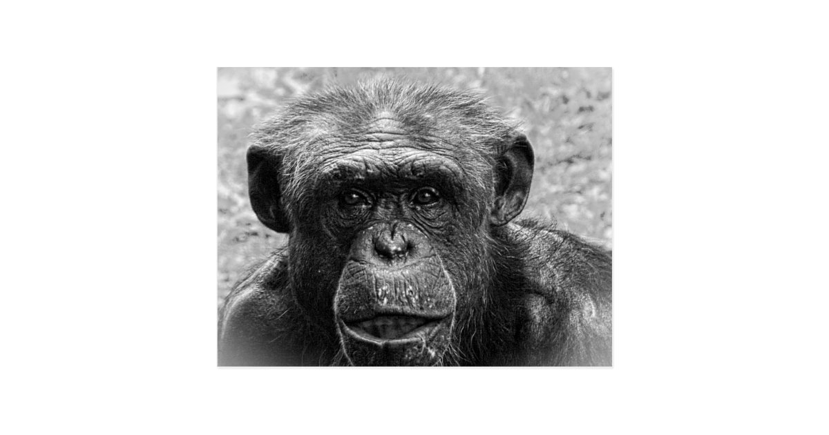 チンパンジーの顔 白黒素晴らしいキャラクター ポストカード Zazzle Co Jp