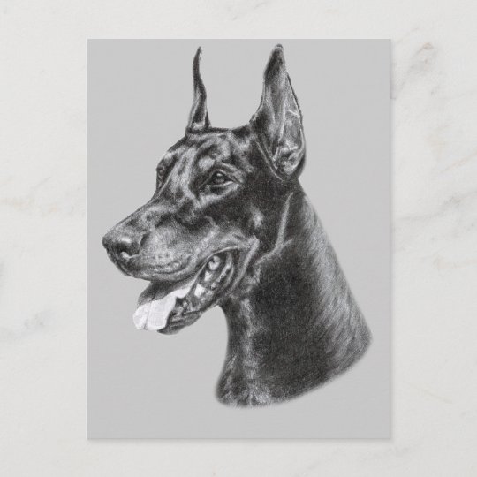 ドーベルマン犬の鉛筆のスケッチ ポストカード Zazzle Co Jp