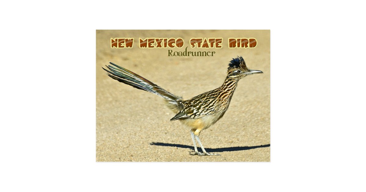 ニューメキシコの州鳥 ロードランナー ポストカード Zazzle Co Jp ニューメキシコの州鳥 ロードランナー ポストカード Zazzle Co Jp