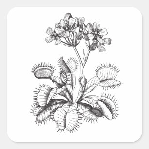 食虫植物シール  Zazzle.co.jp