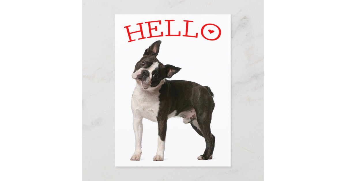 ハロー ボストン テリア パ考えるッピー ドッグ レッド ポストカード Zazzle Co Jp ハロー ボストン テリア パ考えるッピー ドッグ レッド ポストカード Zazzle Co Jp