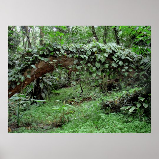 ハワイのジャングルのつる植物 ポスター Zazzle Co Jp ハワイのジャングルのつる植物 ポスター Zazzle Co Jp