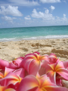 ハワイポスター プリント Zazzle Co Jp