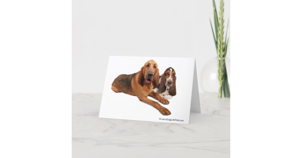 バセット犬およびブラッドハウンドの相棒 カード Zazzle Co Jp