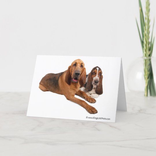 バセット犬およびブラッドハウンドの相棒 カード Zazzle Co Jp