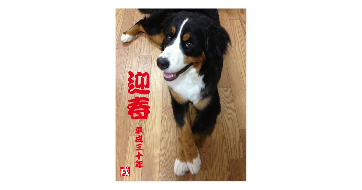 バーニーズマウンテンドッグ 年賀状 18年 戌年 ポストカード Zazzle Co Jp