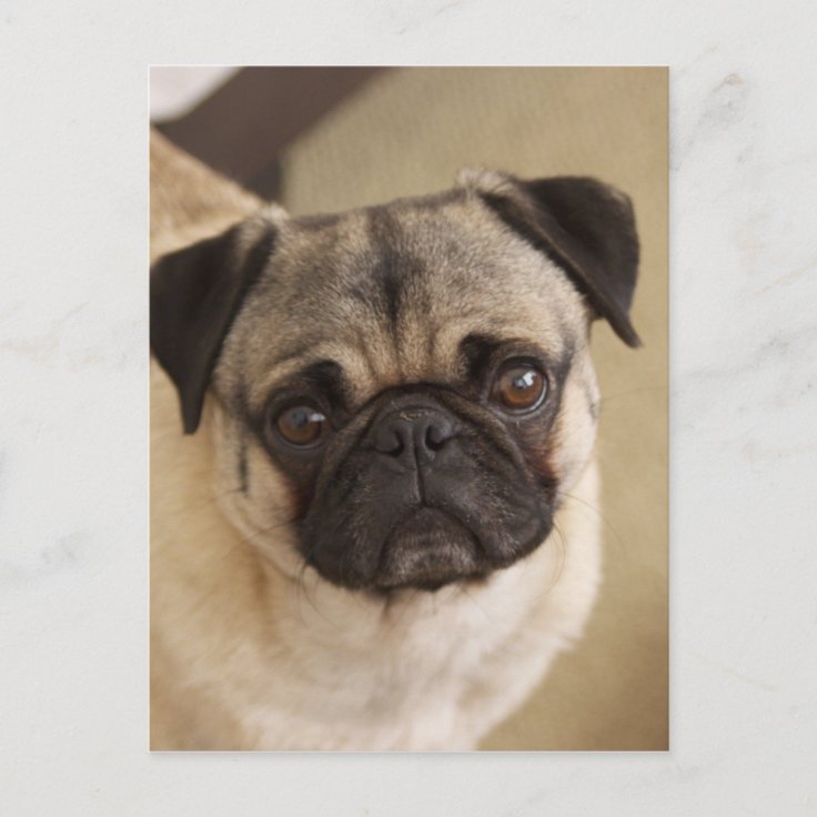 パグ犬の子犬 ポストカード Zazzle Co Jp