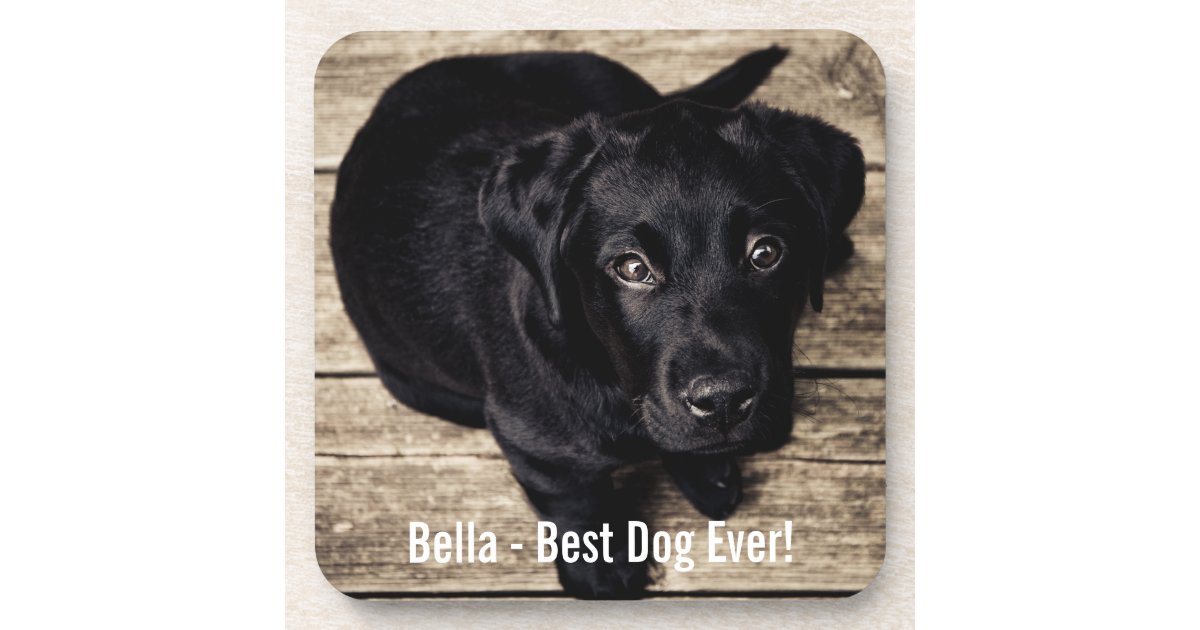 パーソナライズで黒い実験室犬の写真および犬の名前 コースター Zazzle Co Jp パーソナライズで黒い実験室犬の写真および犬の名前 コースター Zazzle Co Jp