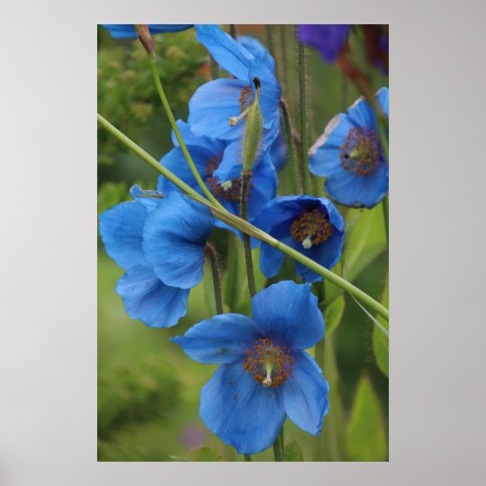 ヒマラヤ青ケシの花 ポスター Zazzle Co Jp