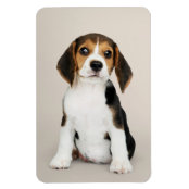 かわいく小さいかわいいのビーグル犬の小犬 マグネット Zazzle Co Jp