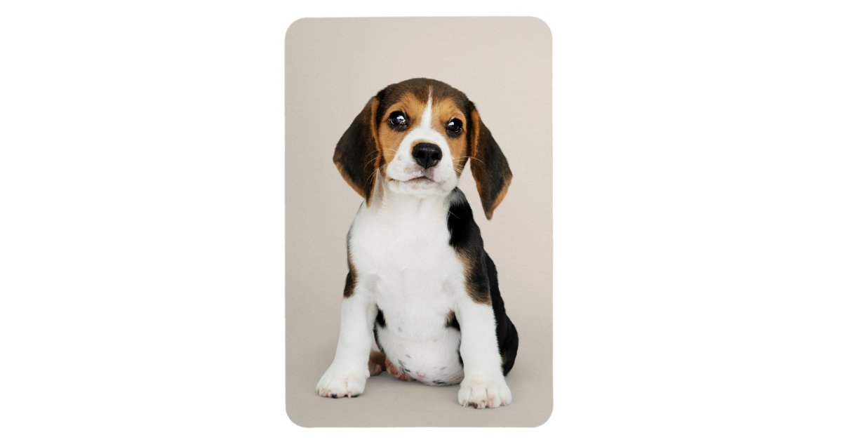 ビーグルの子犬 ああ とてもかわいい マグネット Zazzle Co Jp ビーグルの子犬 ああ とてもかわいい マグネット Zazzle Co Jp