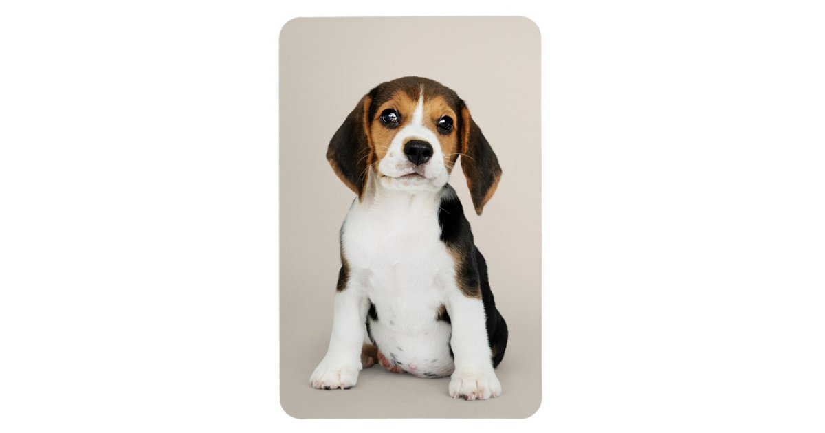 ビーグルの子犬 ああ とてもかわいい マグネット Zazzle Co Jp