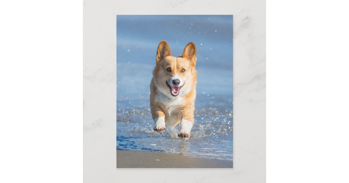 ビーチのペンブロークのウェルシュコーギー犬のランニング ポストカード Zazzle Co Jp