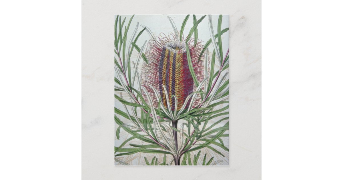 ピンクのバンクシアのoccidentalisの花 ポストカード Zazzle Co Jp ピンクのバンクシアのoccidentalisの花 ポストカード Zazzle Co Jp