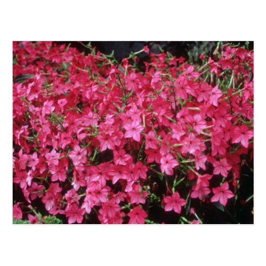 ピンクの花盛りのタバコ Nicotiana Alata の花 ポストカード Zazzle Co Jp