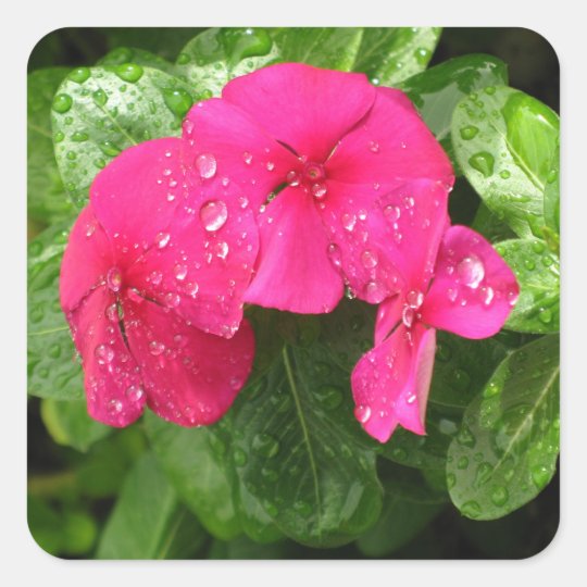 ピンク春の花のマクロ写真 スクエアシール Zazzle Co Jp