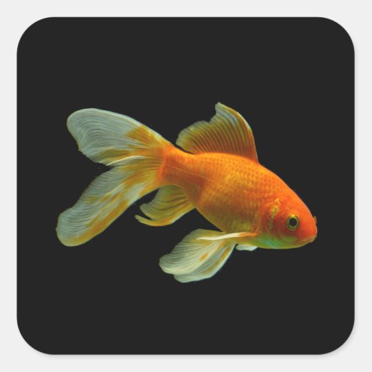 ファンシーな金魚のステッカー スクエアシール Zazzle Co Jp