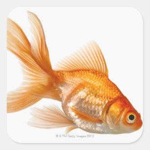 金魚シール Zazzle Co Jp