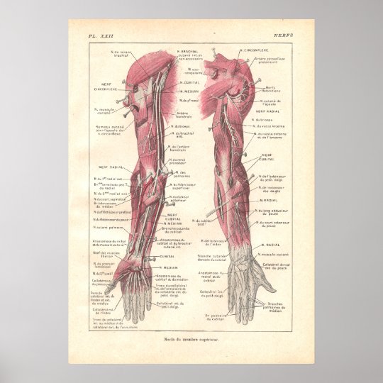 フランスのの腕の解剖学ポスターの神経 ポスター Zazzle Co Jp