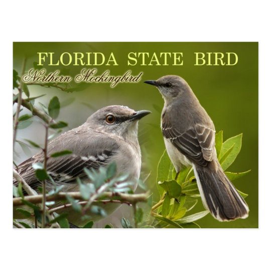 フロリダの州鳥 マネシツグミ ポストカード Zazzle Co Jp