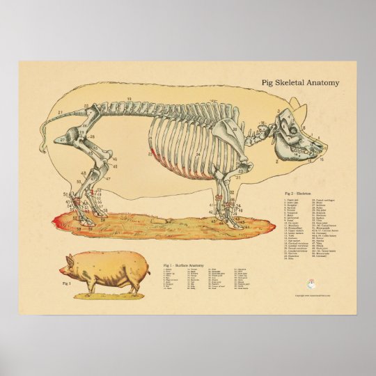 ブタの獣医の骨格解剖学の図表 ポスター Zazzle Co Jp