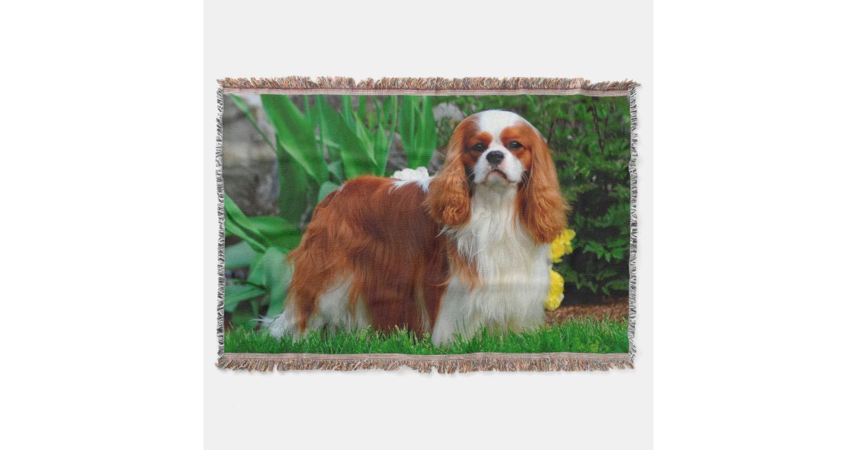ブレンハイムカヴァリエキングチャールズスパニエル犬ドッグ スローブランケット Zazzle Co Jp