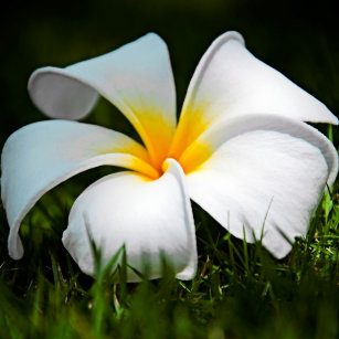 すべての美しい花の画像 ぜいたくハワイ の 白い 花