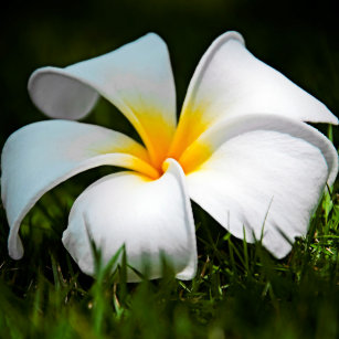 すべての美しい花の画像 ぜいたくハワイ の 白い 花 すべての美しい花の画像 ぜいたくハワイ の 白い 花