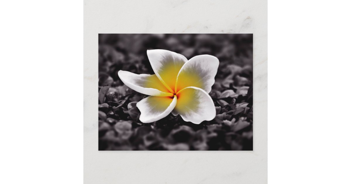プルメリアのfrangipaniのハワイの花 ポストカード Zazzle Co Jp