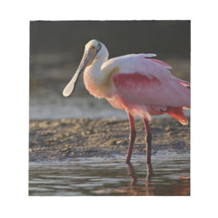 ベニヘラサギノートパッド Zazzle Co Jp ベニヘラサギノートパッド Zazzle Co Jp
