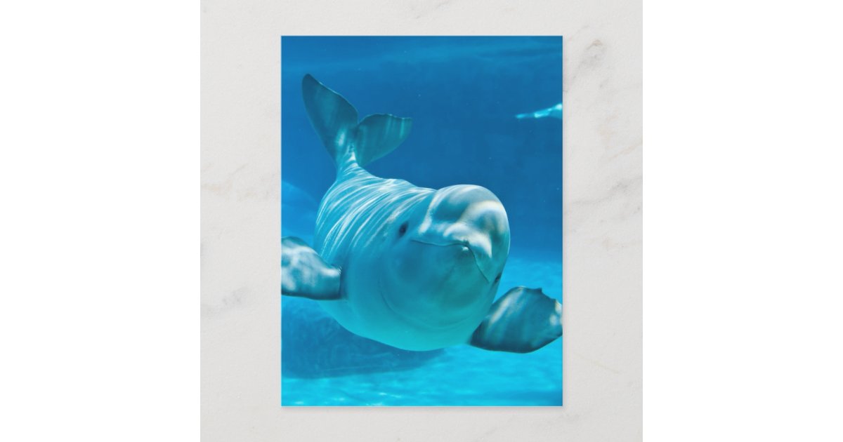 ベルーガクジラ ポストカード Zazzle Co Jp ベルーガクジラ ポストカード Zazzle Co Jp